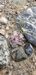 Abronia villosa