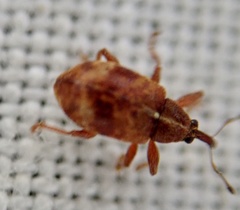 Anthonomus pedicularius