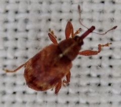 Anthonomus pedicularius