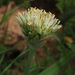 Allium israeliticum - Photo (c) Ron Frumkin, some rights reserved (CC BY-NC), uploaded by Ron Frumkin