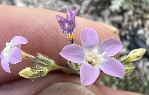 rosy gilia (Gilia sinuata)