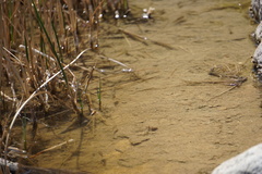 Cyprinodon macularius