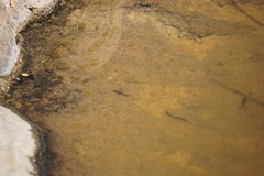 Cyprinodon macularius