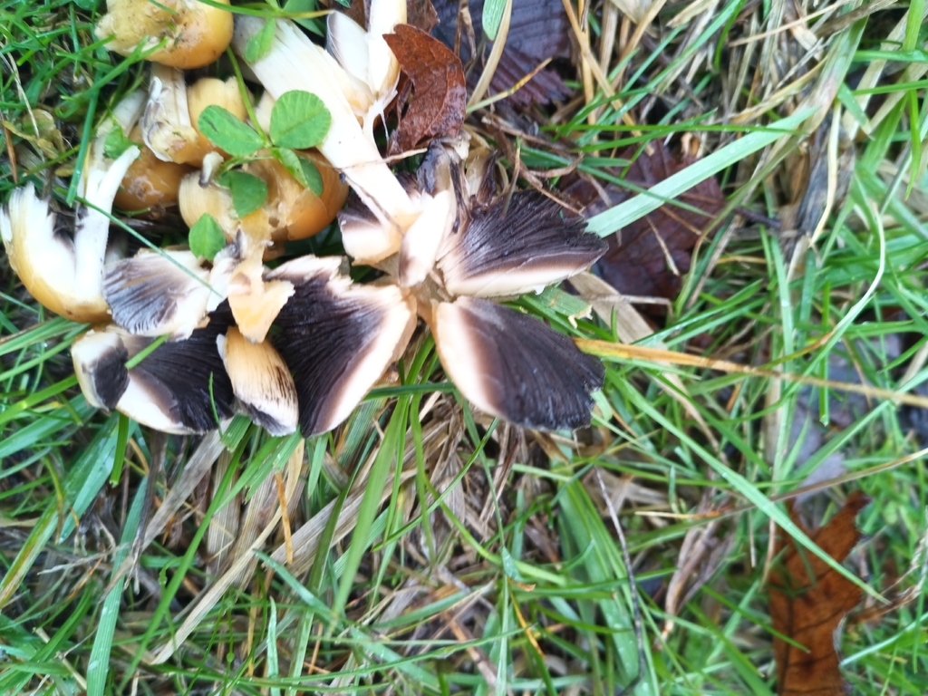 Coprinellus micaceus · April 2026 · photo: © jacobbuchanan2 (iNaturalist, cc0)