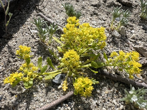 yellow peppercress (Lepidium flavum)