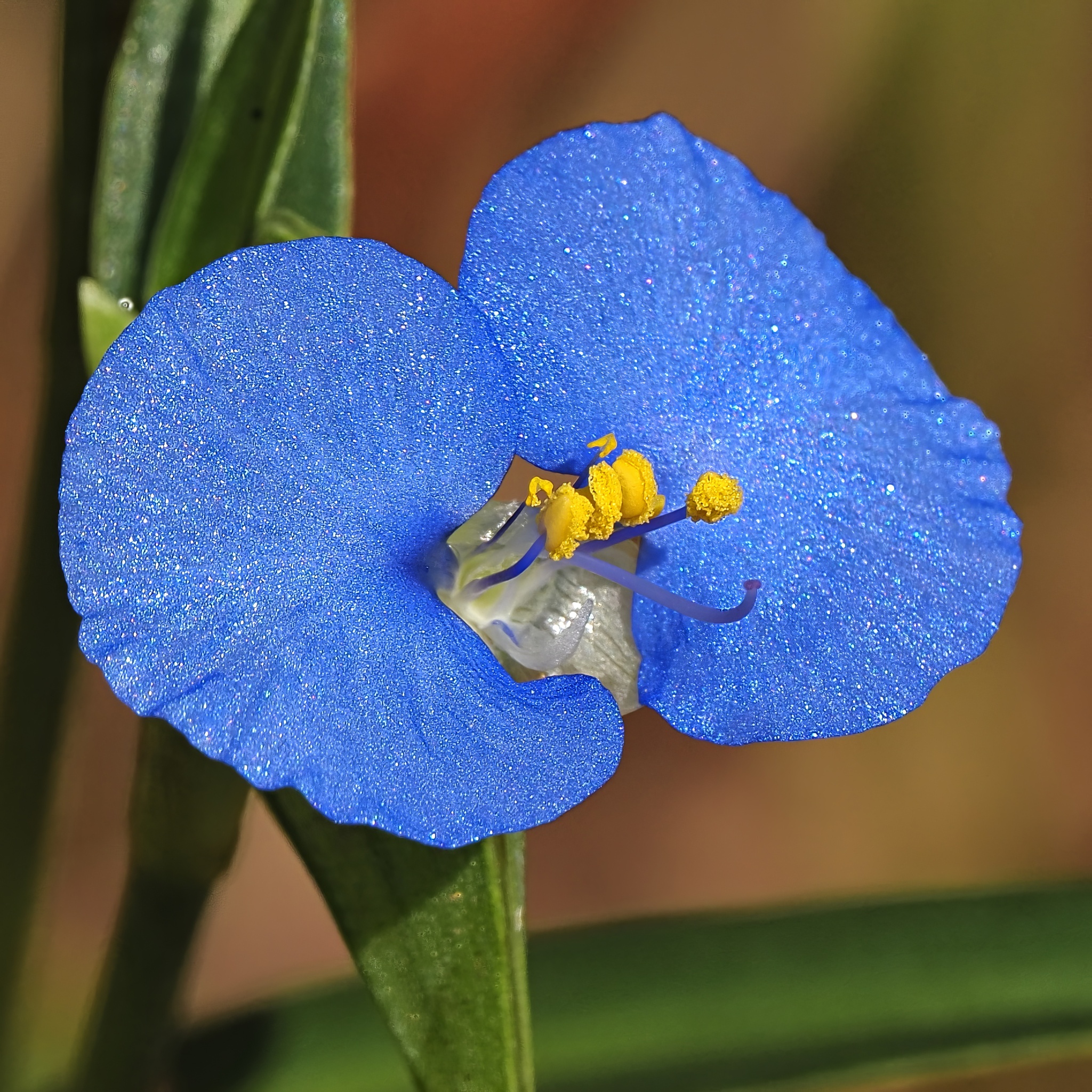 Scurvy Grass (Commelina ensifolia)