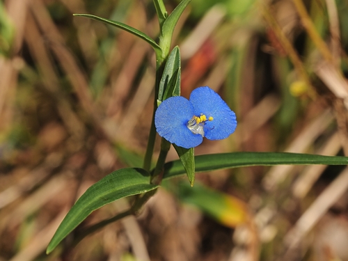 Commelina ensifolia, photograph 6