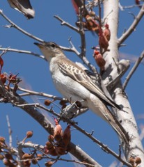 White-Winged Triller photo 4