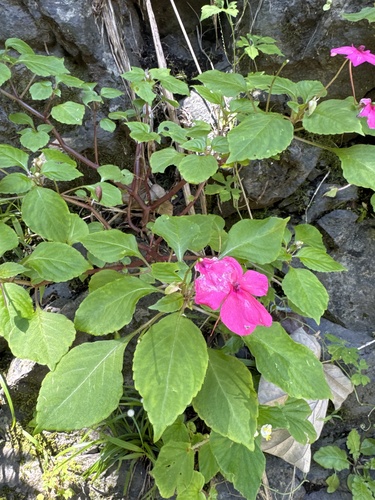 Impatiens walleriana observed 2026-04-01