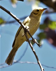 Ptilotula flavescens