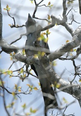 Leptosomus discolor discolor