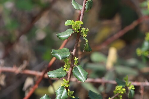 hollyleaf redberry (Rhamnus ilicifolia)