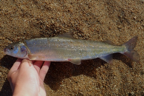 Mountain Whitefish