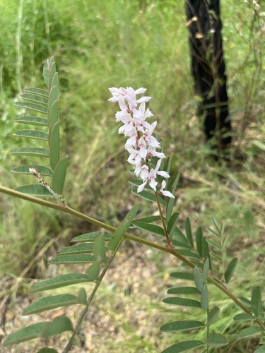 Indigofera pratensis, 2026-04-02