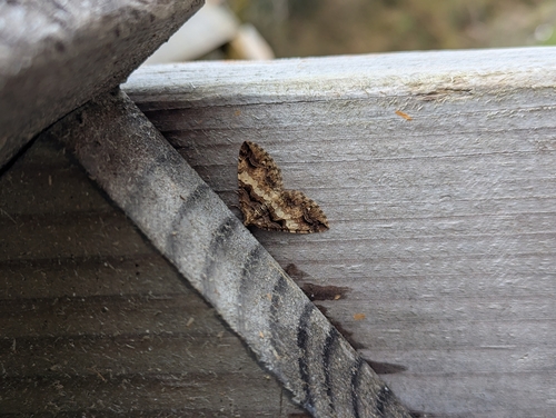 Variable Carpet Moth