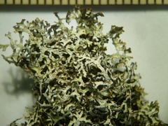 Hypogymnia lophyrea