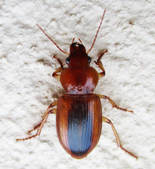 Boeomimetes ephippium