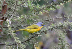 Telophorus sulfureopectus