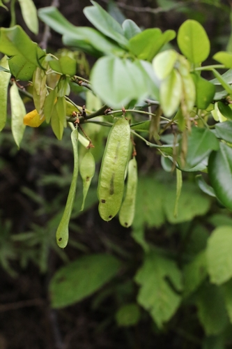 Dalbergia benthamii, photograph 6