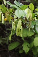 Dalbergia benthamii, photograph author not stated, no rights reserved