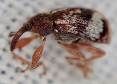 Anthonomus pedicularius