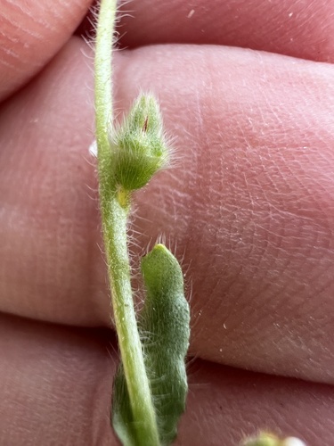Plagiobothrys arizonicus, 2026-03-21