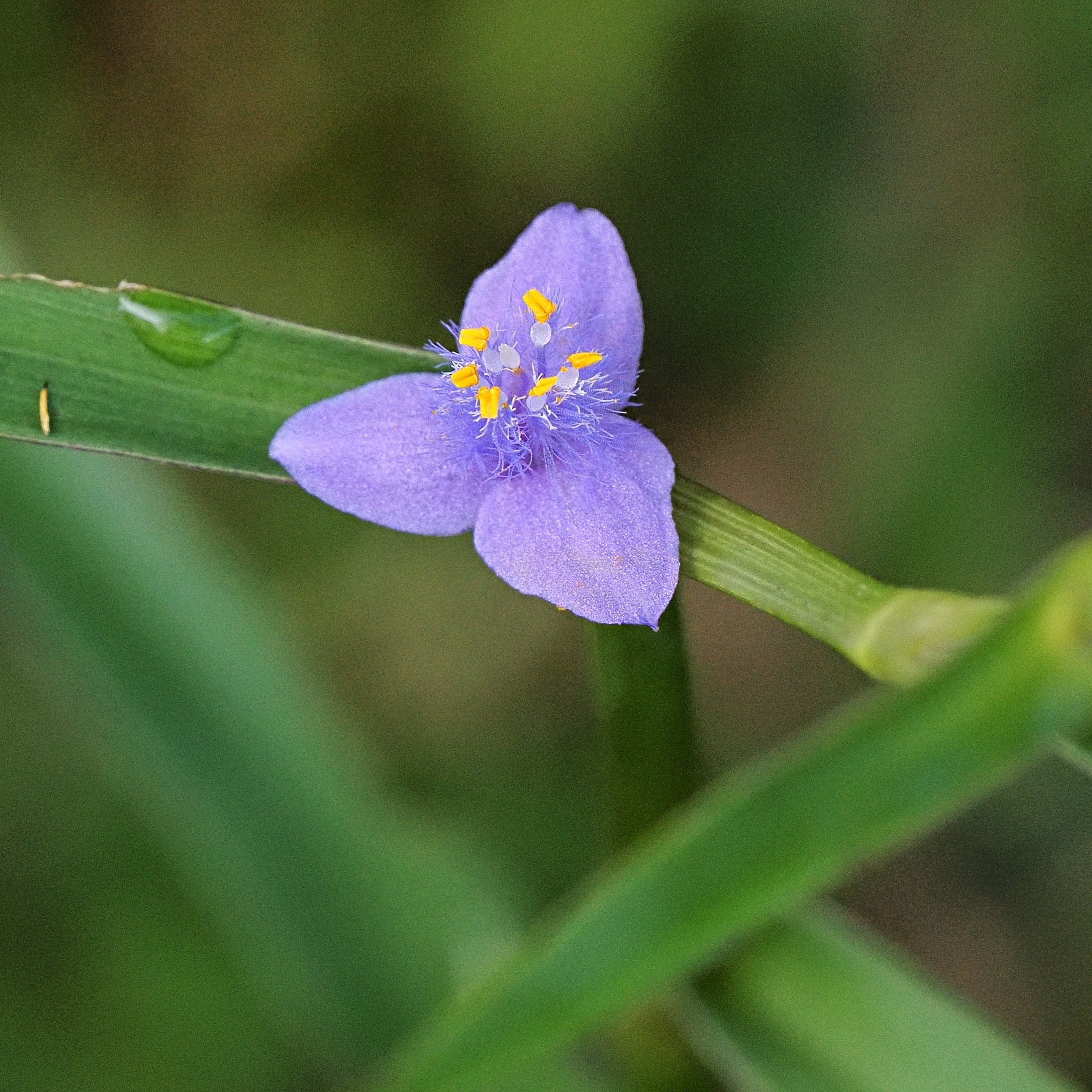 Creeping Cradle Plant (Cyanotis axillaris)