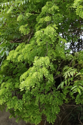 Dalbergia hancei observed 2026-04-02