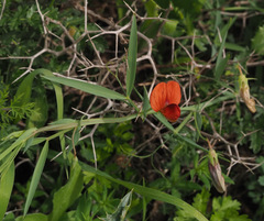 Lathyrus pseudocicera