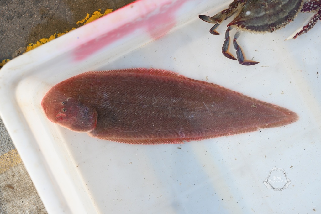 Red tonguesole (Cynoglossus joyneri) — Cynoglossidae