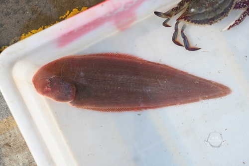 Red tonguesole (Cynoglossus joyneri) — Cynoglossidae