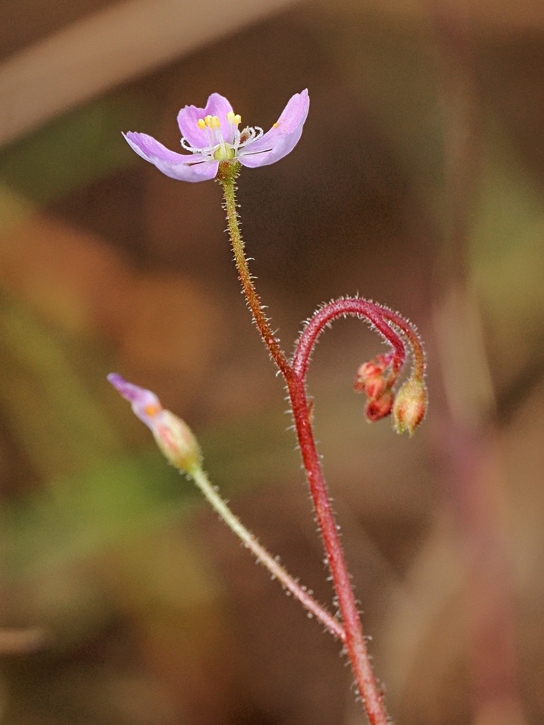 Drosera nana (Drosera nana)