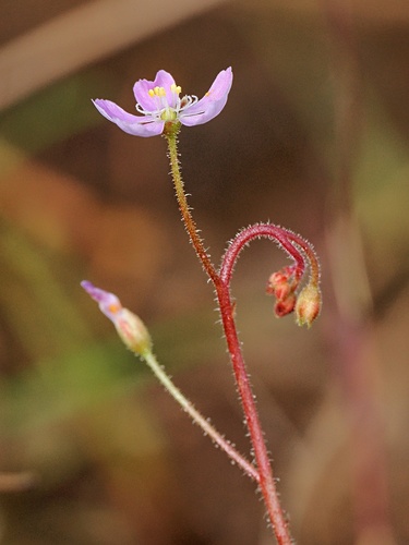 Drosera nana
