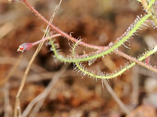 Drosera nana