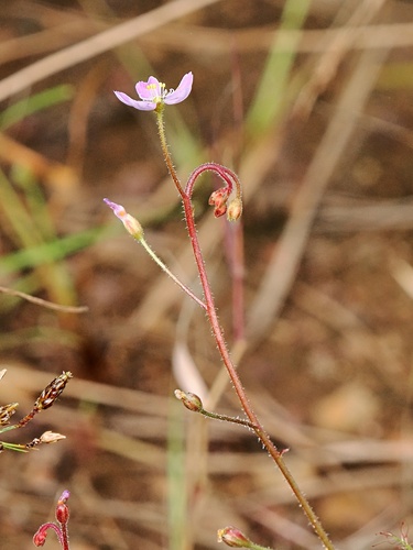 Drosera nana