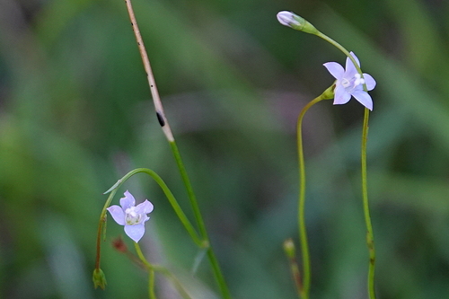 Australian Bluebell (Wahlenbergia gracilis)