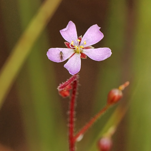 Drosera nana