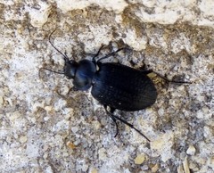 Licinus