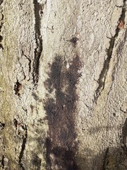 Phytophthora ramorum
