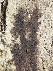 Phytophthora ramorum