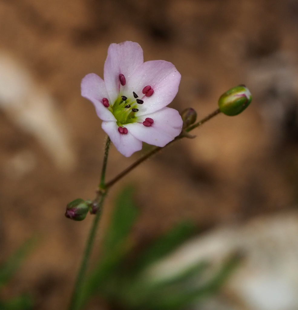 Painted Sandwort