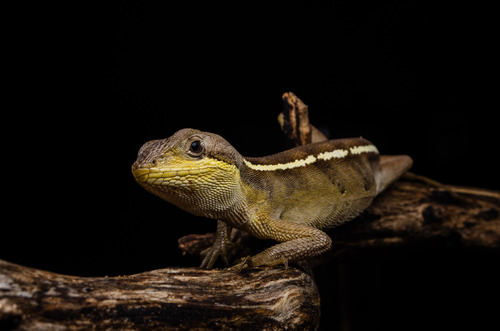 Two-lined Fathead Anole