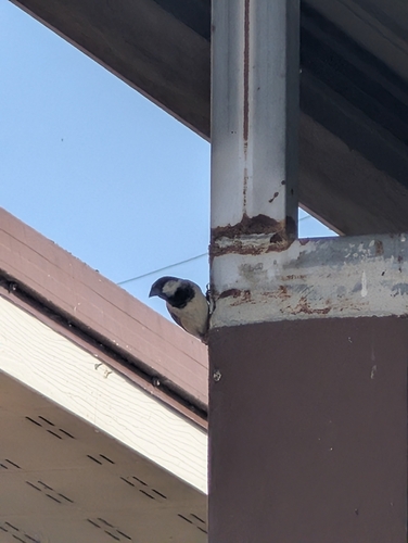 House Sparrow