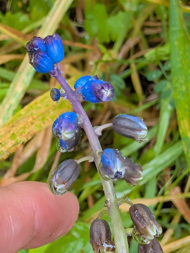 Bellevalia dubia, photograph 1