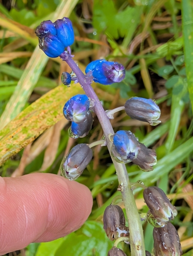Bellevalia dubia, photograph 2