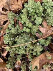 Sedum ternatum