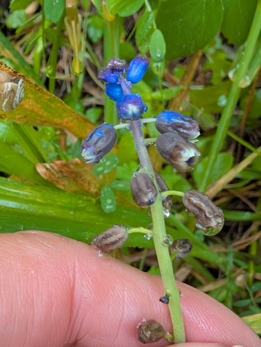 Bellevalia dubia, photograph 3