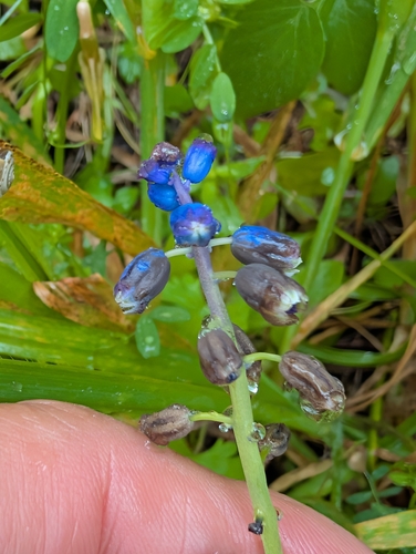 Bellevalia dubia, photograph 4