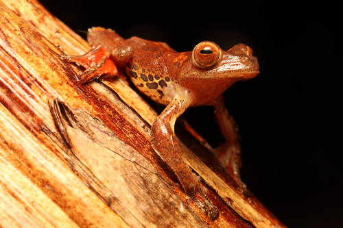 Harlequin Tree Frog