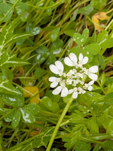 Flat-fruited Orlaya (Orlaya daucoides)